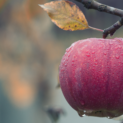 apple-1000x550 apple-1000x550